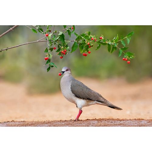 Ditto, Larry 아티스트의 White-tipped Dove-Leptotila verreauxi-feeding on Manzanita fruits작품입니다.
